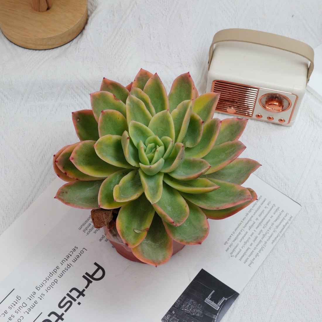 5'' Echeveria Golden Glow Variegated, Rare Live Succulent Plants