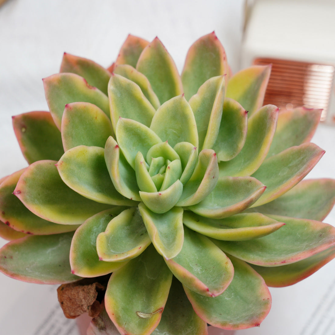 5'' Echeveria Golden Glow Variegated, Rare Live Succulent Plants