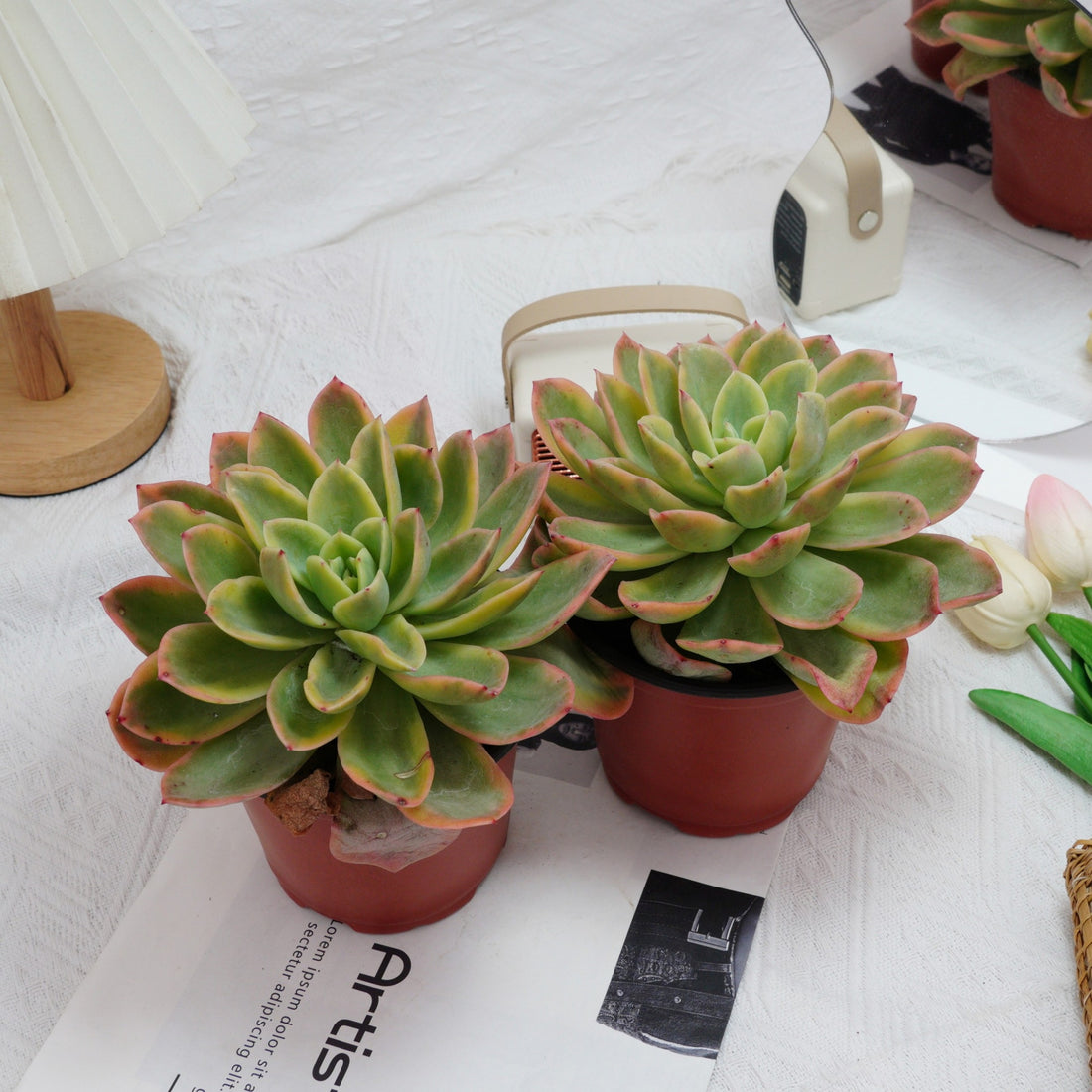 5'' Echeveria Golden Glow Variegated, Rare Live Succulent Plants