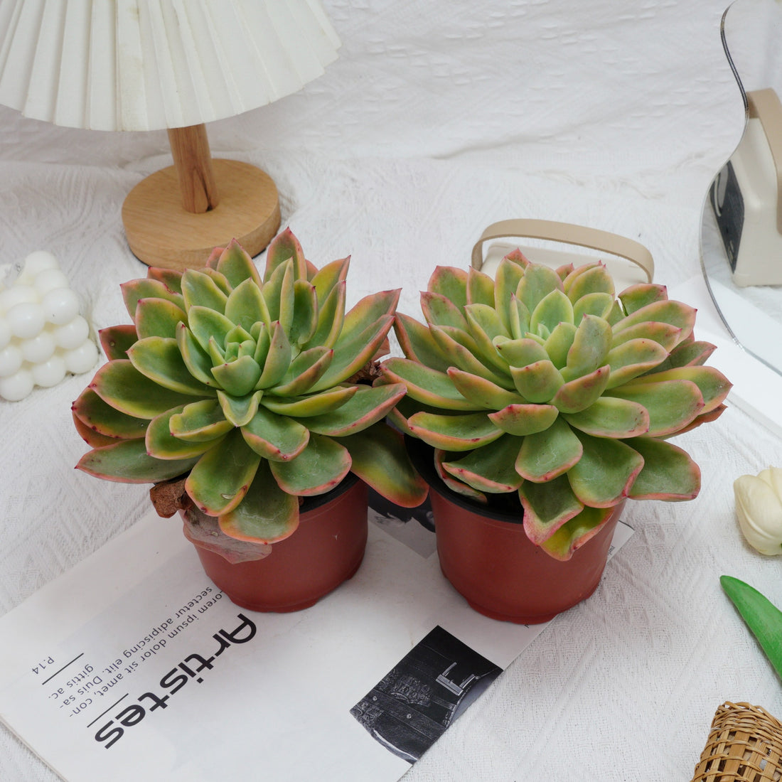 5'' Echeveria Golden Glow Variegated, Rare Live Succulent Plants