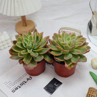 5'' Echeveria Golden Glow Variegated, Rare Live Succulent Plants