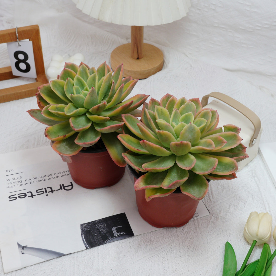 5'' Echeveria Golden Glow Variegated, Rare Live Succulent Plants
