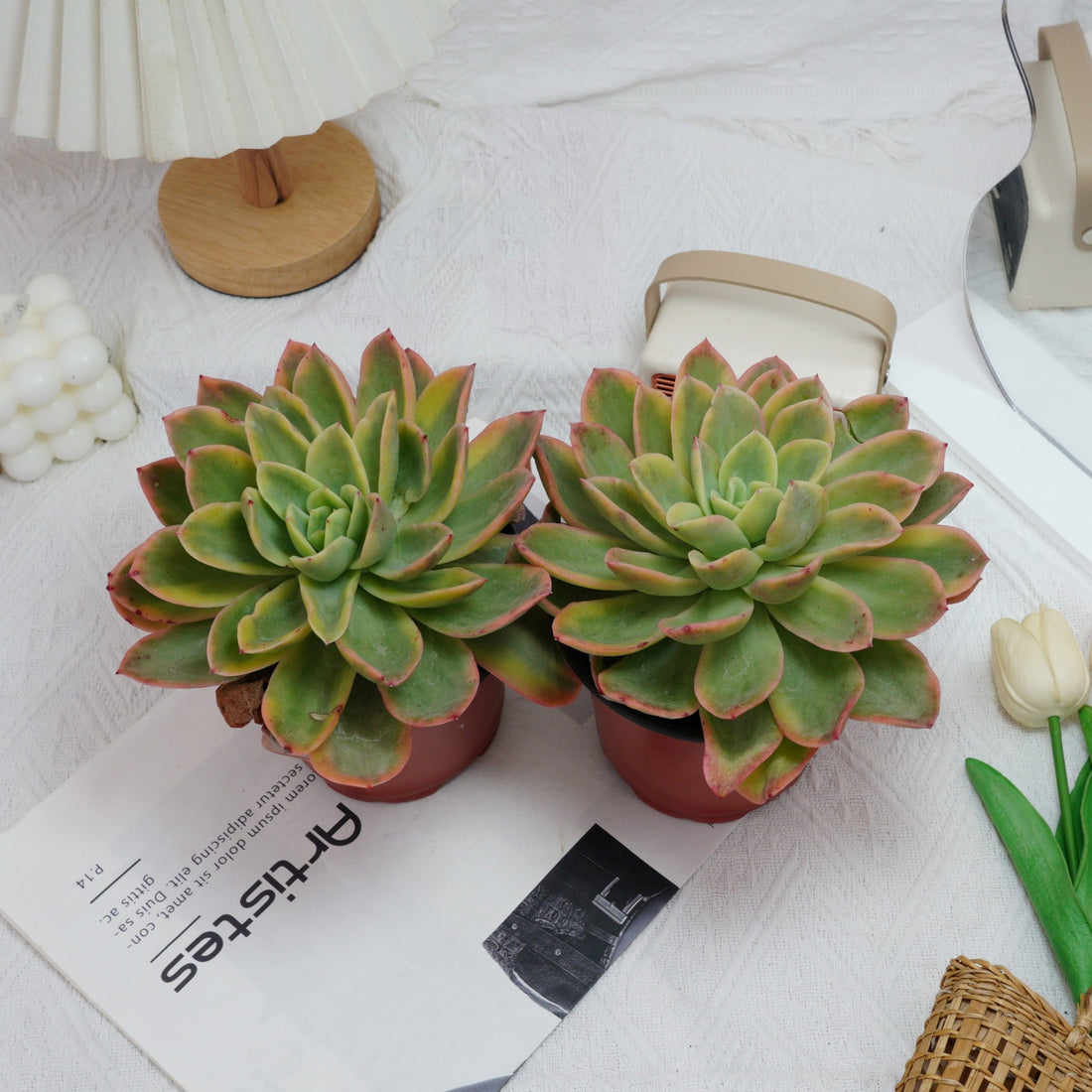 5'' Echeveria Golden Glow Variegated, Rare Live Succulent Plants