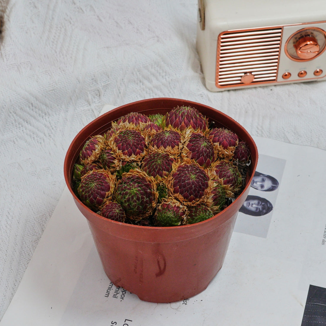 5'' Echeveria Easter Egg, Rare Live Succulent Plants