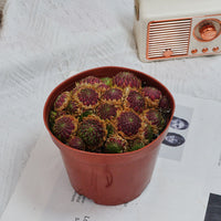5'' Echeveria Easter Egg, Rare Live Succulent Plants