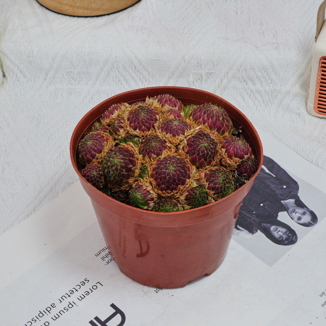 5'' Echeveria Easter Egg, Rare Live Succulent Plants