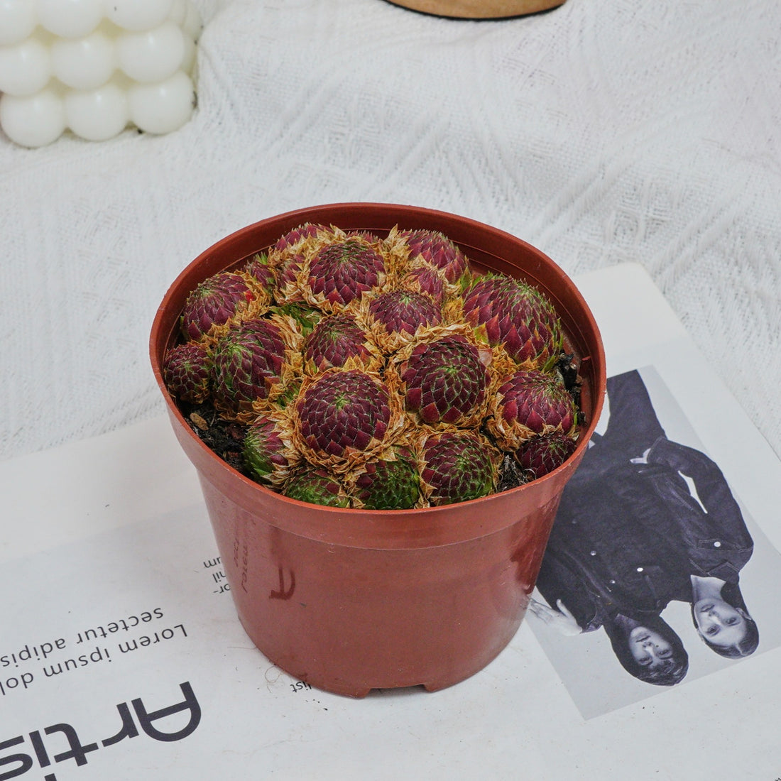5'' Echeveria Easter Egg, Rare Live Succulent Plants