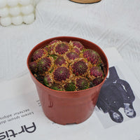 5'' Echeveria Easter Egg, Rare Live Succulent Plants
