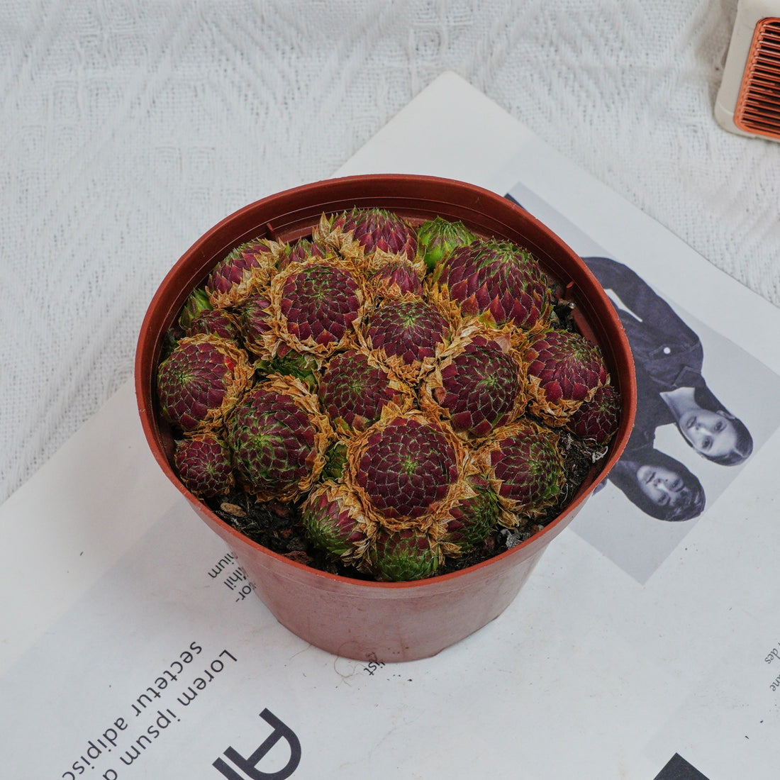 5'' Echeveria Easter Egg, Rare Live Succulent Plants