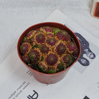 5'' Echeveria Easter Egg, Rare Live Succulent Plants