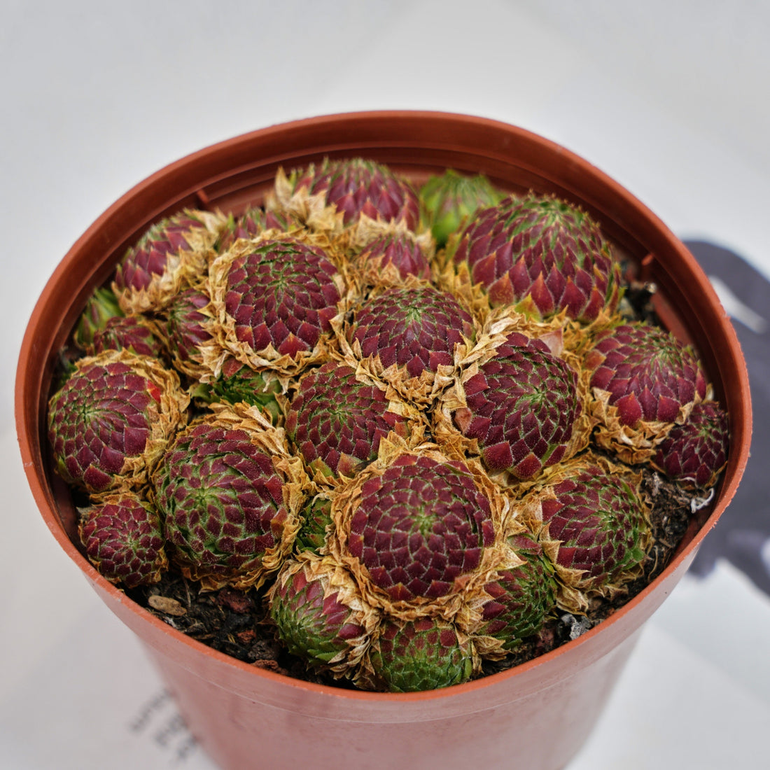 5'' Echeveria Easter Egg, Rare Live Succulent Plants