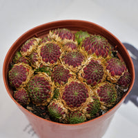 5'' Echeveria Easter Egg, Rare Live Succulent Plants