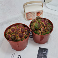 5'' Echeveria Easter Egg, Rare Live Succulent Plants