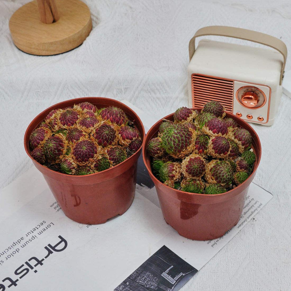 5'' Echeveria Easter Egg, Rare Live Succulent Plants