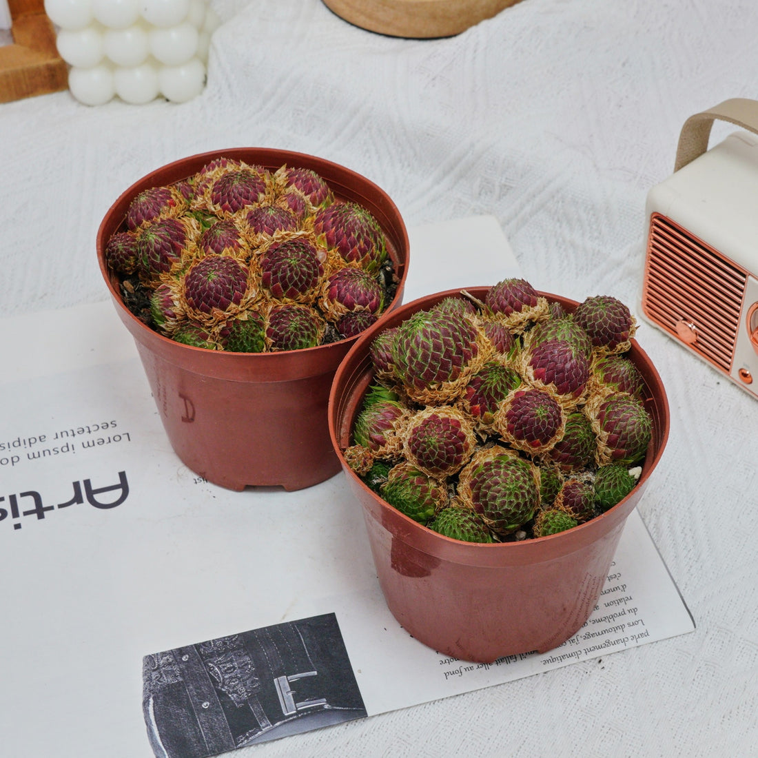 5'' Echeveria Easter Egg, Rare Live Succulent Plants