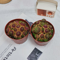 5'' Echeveria Easter Egg, Rare Live Succulent Plants