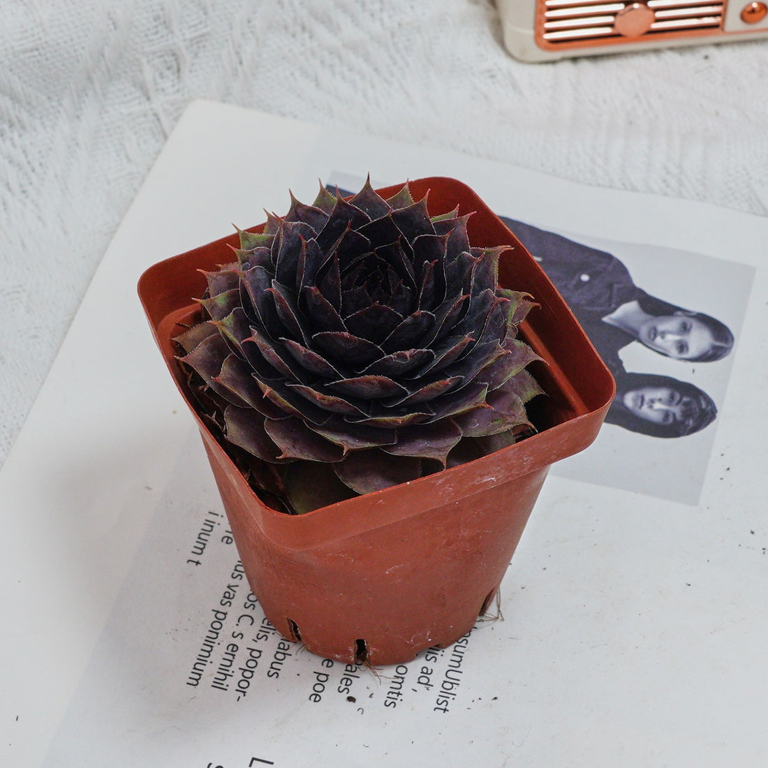 3'' Echeveria God Beard Grass, Rare Live Succulent Plants
