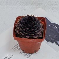 3'' Echeveria God Beard Grass, Rare Live Succulent Plants