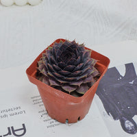3'' Echeveria God Beard Grass, Rare Live Succulent Plants