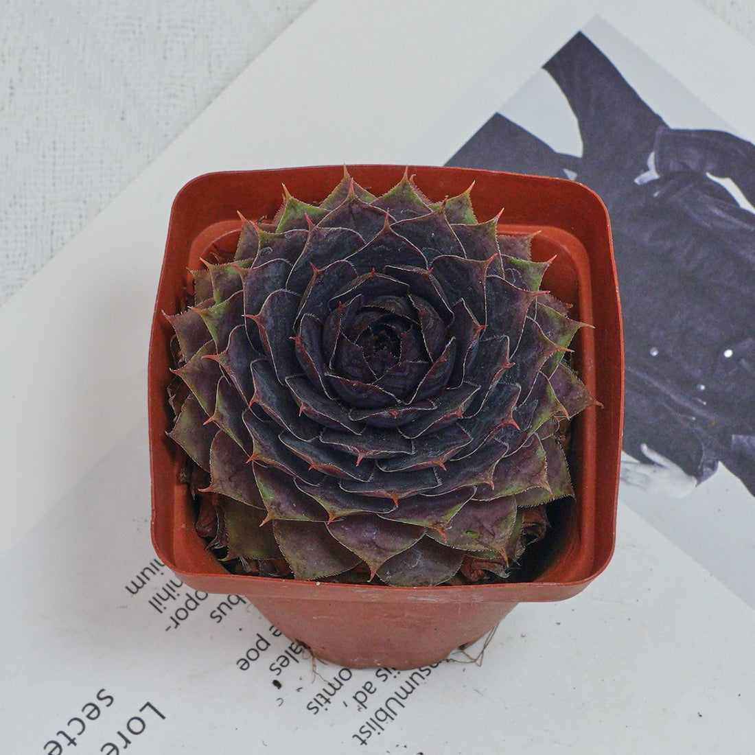 3'' Echeveria God Beard Grass, Rare Live Succulent Plants