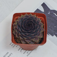 3'' Echeveria God Beard Grass, Rare Live Succulent Plants