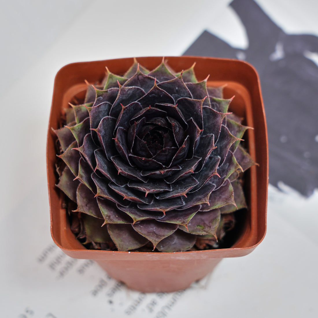 3'' Echeveria God Beard Grass, Rare Live Succulent Plants
