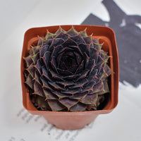3'' Echeveria God Beard Grass, Rare Live Succulent Plants