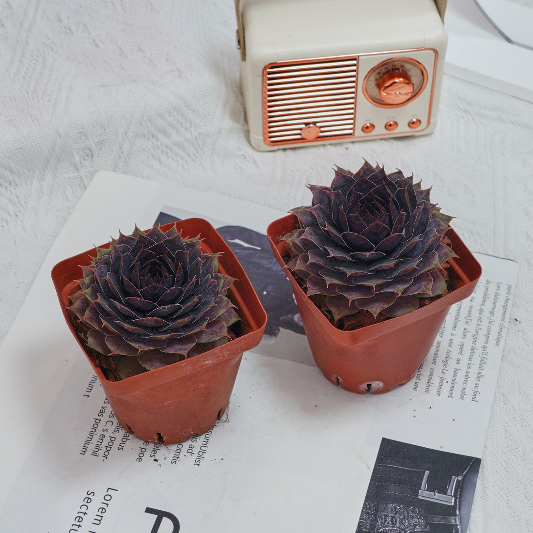 3'' Echeveria God Beard Grass, Rare Live Succulent Plants