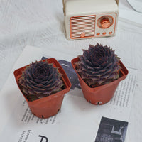 3'' Echeveria God Beard Grass, Rare Live Succulent Plants