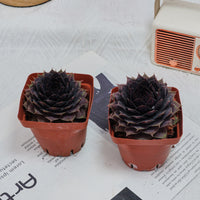 3'' Echeveria God Beard Grass, Rare Live Succulent Plants