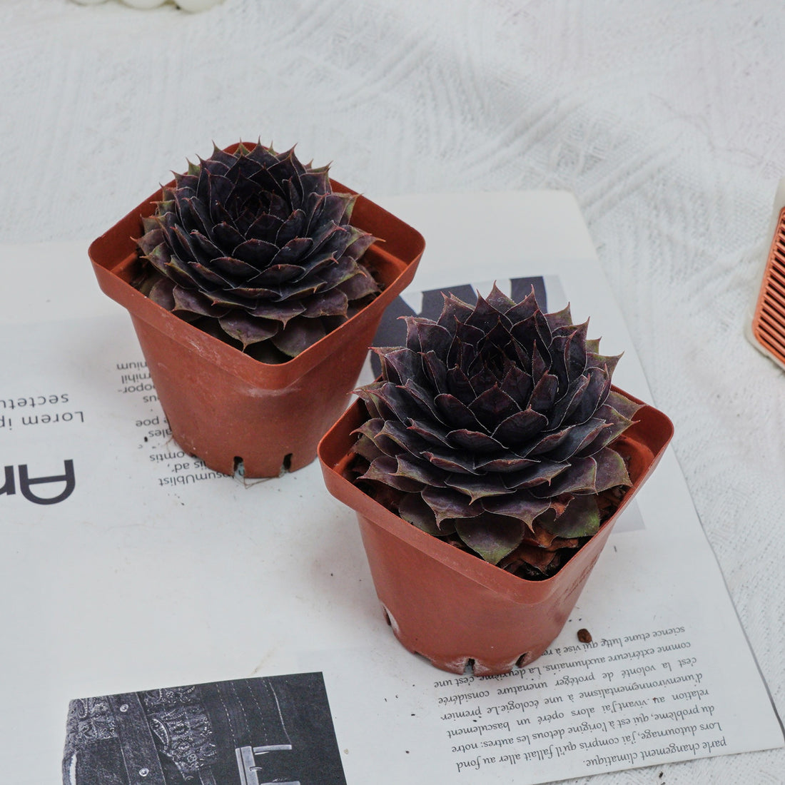 3'' Echeveria God Beard Grass, Rare Live Succulent Plants