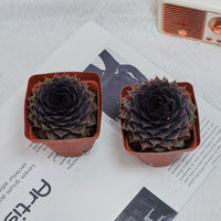 3'' Echeveria God Beard Grass, Rare Live Succulent Plants