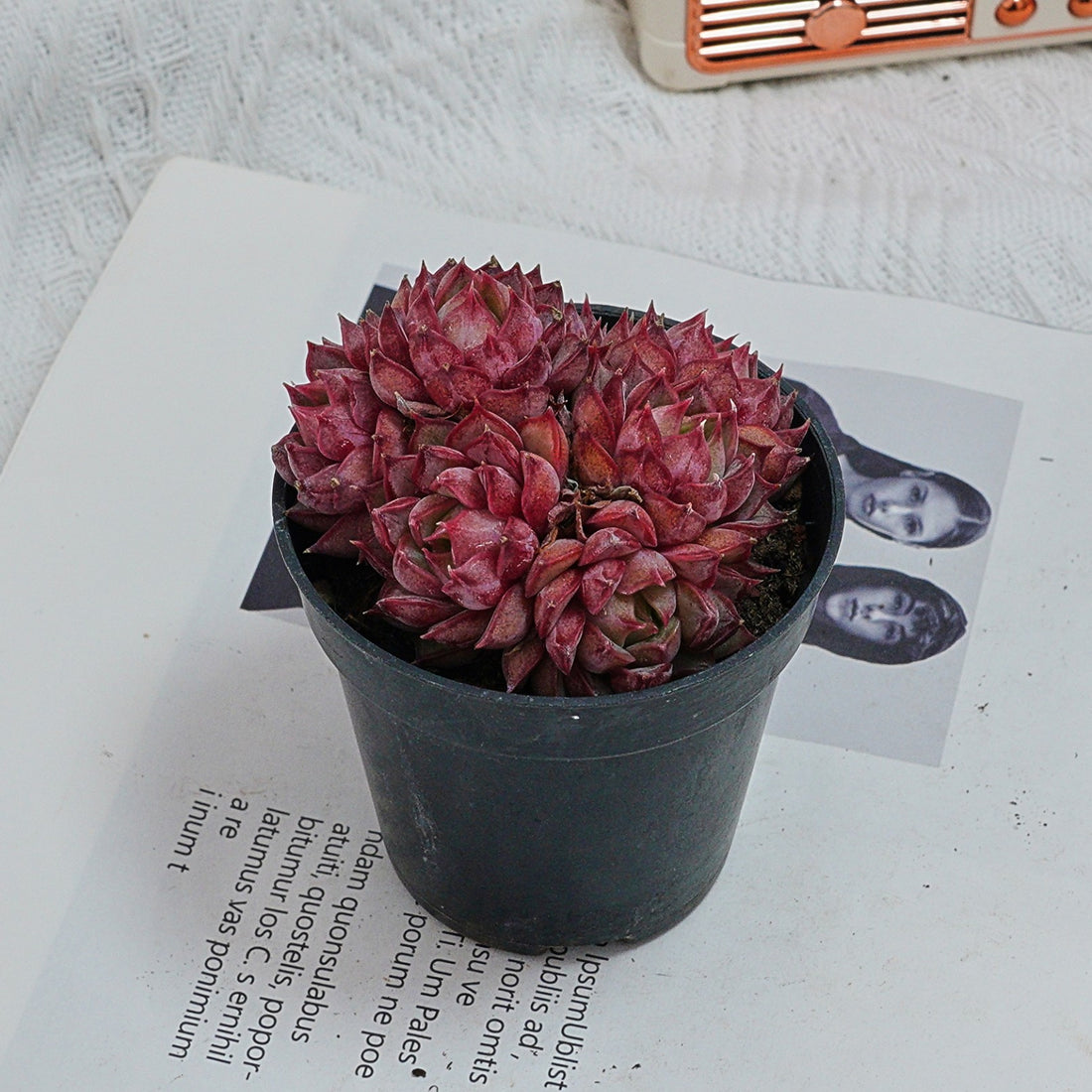 2.5'' Graptoveria Fred Ives, Rare Live Succulent Plants