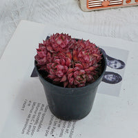 2.5'' Graptoveria Fred Ives, Rare Live Succulent Plants