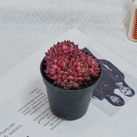 2.5'' Graptoveria Fred Ives, Rare Live Succulent Plants
