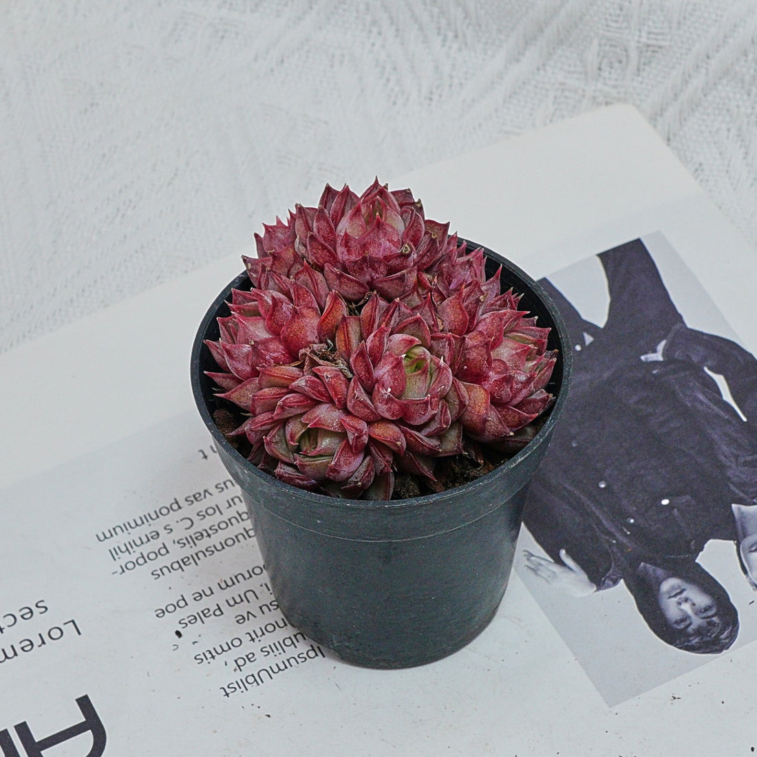 2.5'' Graptoveria Fred Ives, Rare Live Succulent Plants