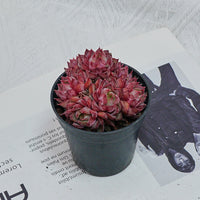 2.5'' Graptoveria Fred Ives, Rare Live Succulent Plants