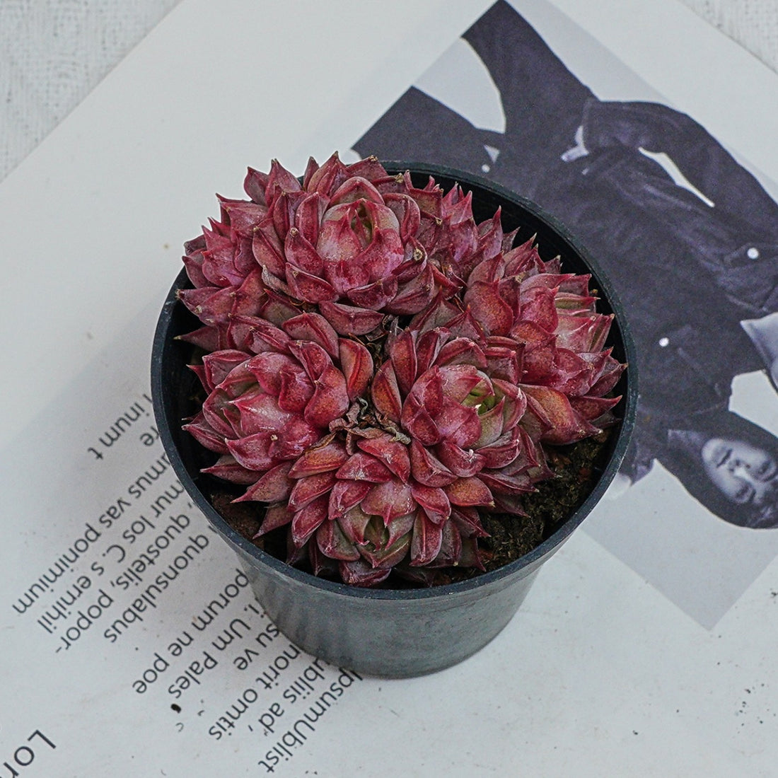 2.5'' Graptoveria Fred Ives, Rare Live Succulent Plants