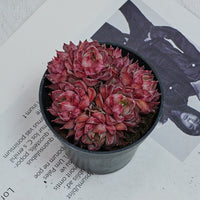 2.5'' Graptoveria Fred Ives, Rare Live Succulent Plants