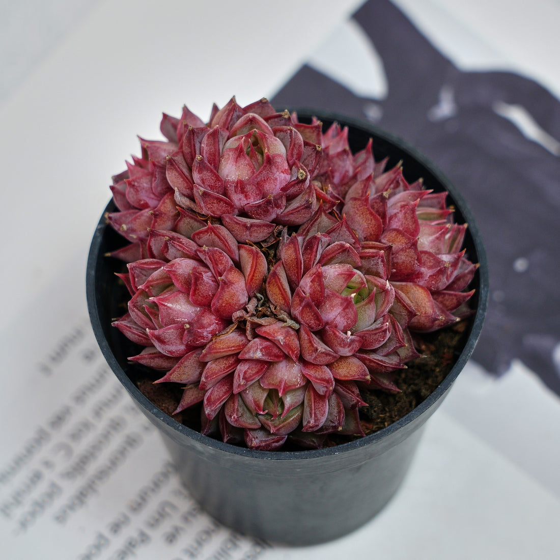 2.5'' Graptoveria Fred Ives, Rare Live Succulent Plants