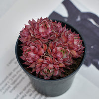 2.5'' Graptoveria Fred Ives, Rare Live Succulent Plants