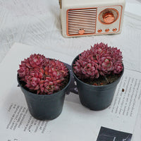 2.5'' Graptoveria Fred Ives, Rare Live Succulent Plants
