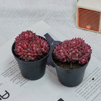 2.5'' Graptoveria Fred Ives, Rare Live Succulent Plants