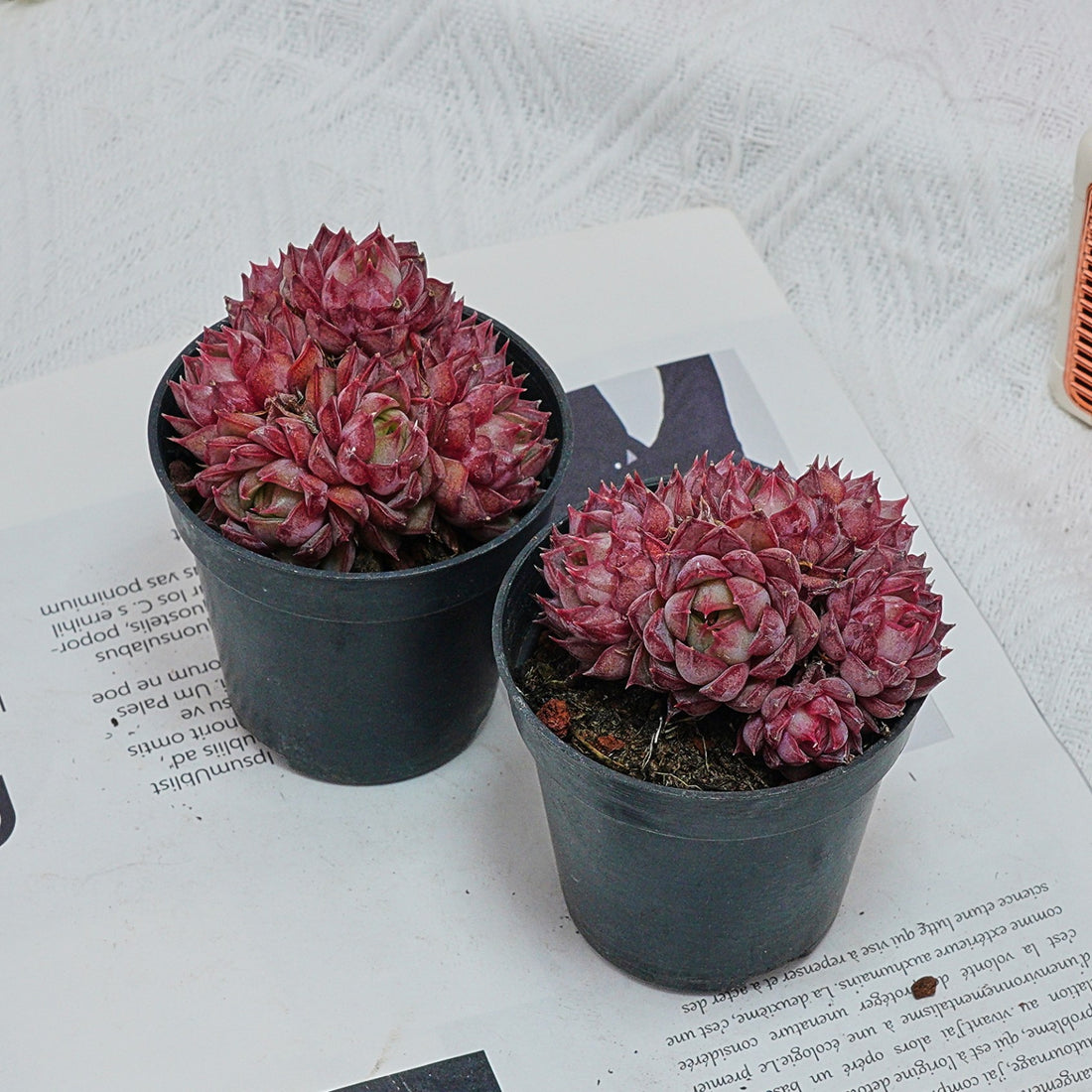 2.5'' Graptoveria Fred Ives, Rare Live Succulent Plants