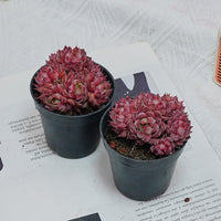2.5'' Graptoveria Fred Ives, Rare Live Succulent Plants