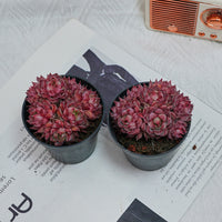 2.5'' Graptoveria Fred Ives, Rare Live Succulent Plants