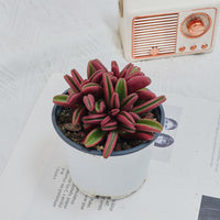 4'' Peperomia Graveolens, Rare Live Succulent Plants