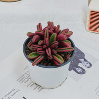 4'' Peperomia Graveolens, Rare Live Succulent Plants