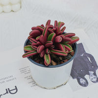 4'' Peperomia Graveolens, Rare Live Succulent Plants