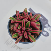 4'' Peperomia Graveolens, Rare Live Succulent Plants